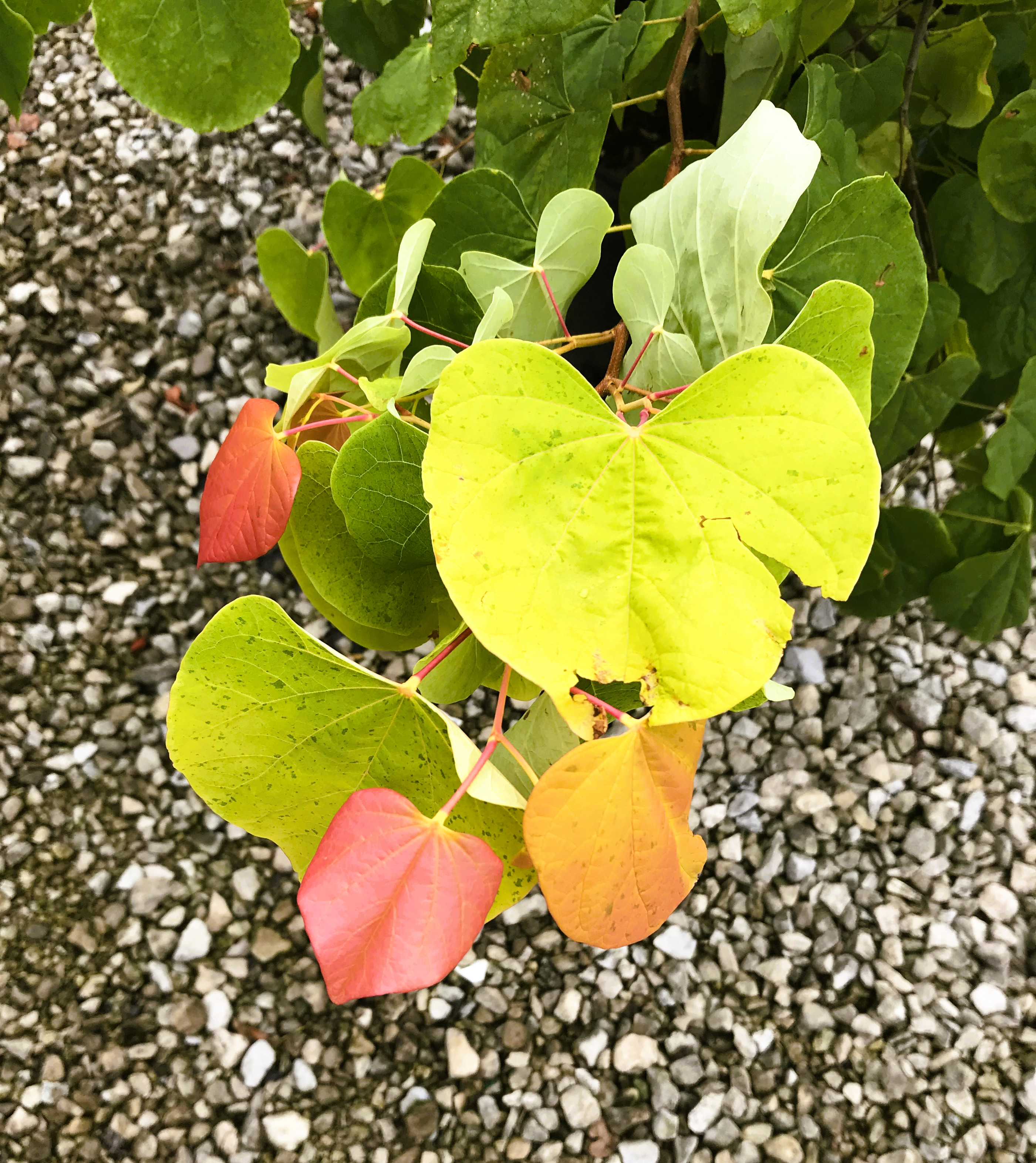 Rising Sun Redbud foliage in September